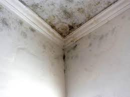 Best Mold Prevention Services  in West Allis, WI